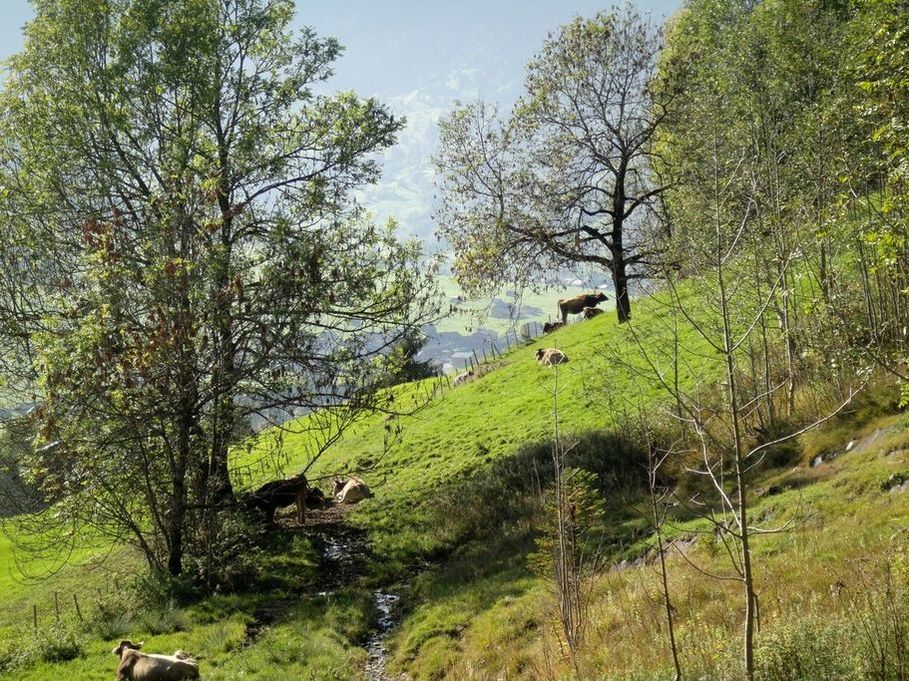 ochs vor´m berg.JPG