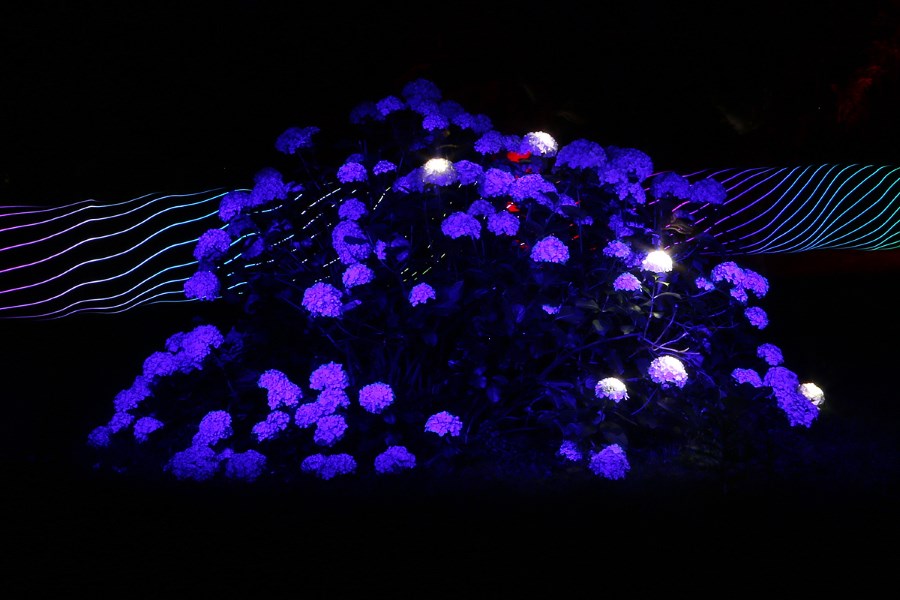 lightpainting-hydrangea-spin.jpg