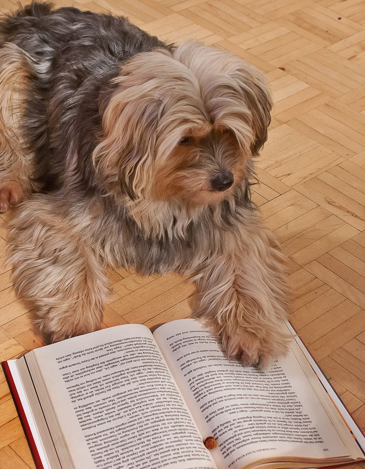 n buch vom flohmarkt.jpg