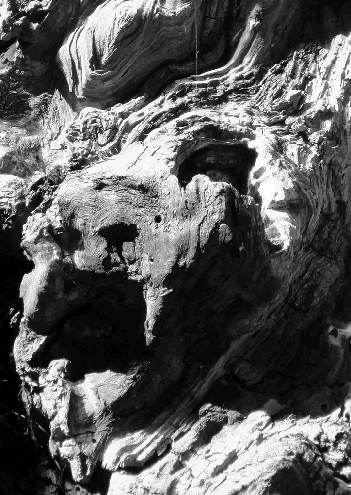 eiche massiv.JPG
