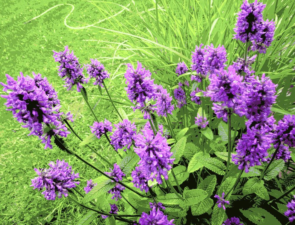 bin im garten15 (orig 3,04MB).JPG