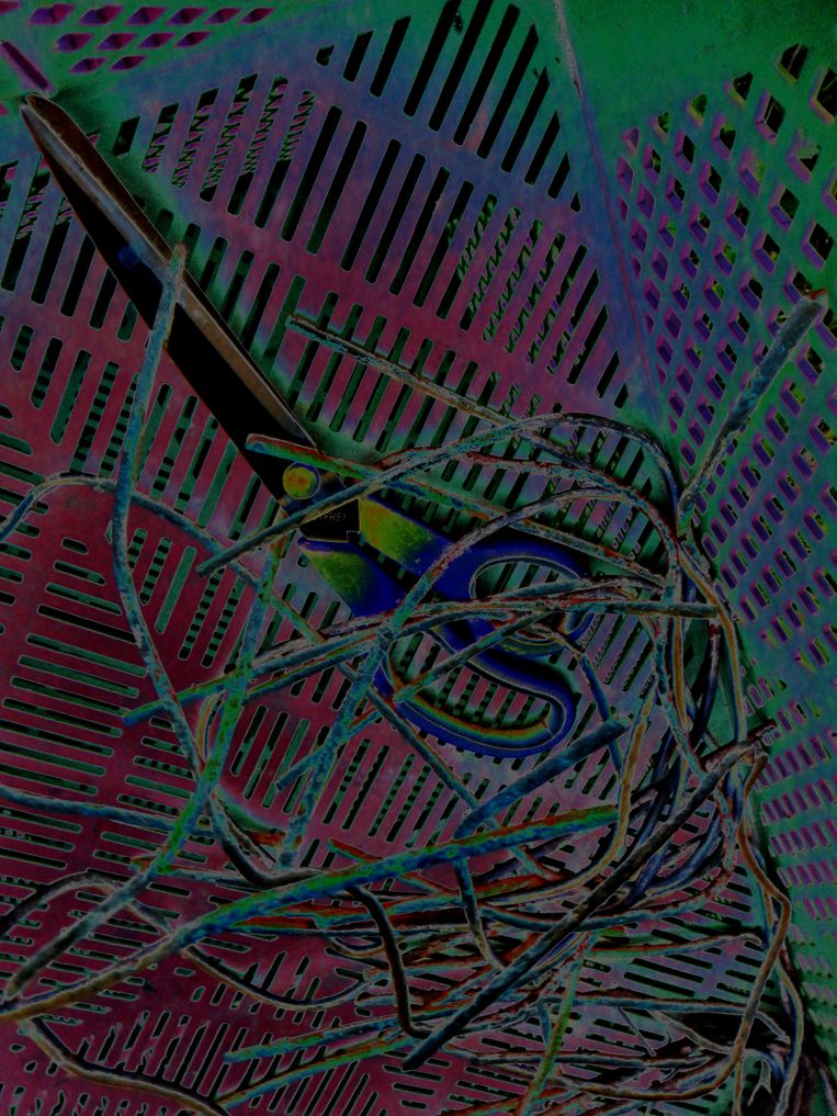 bin im garten20 (orig 1.81MB).JPG