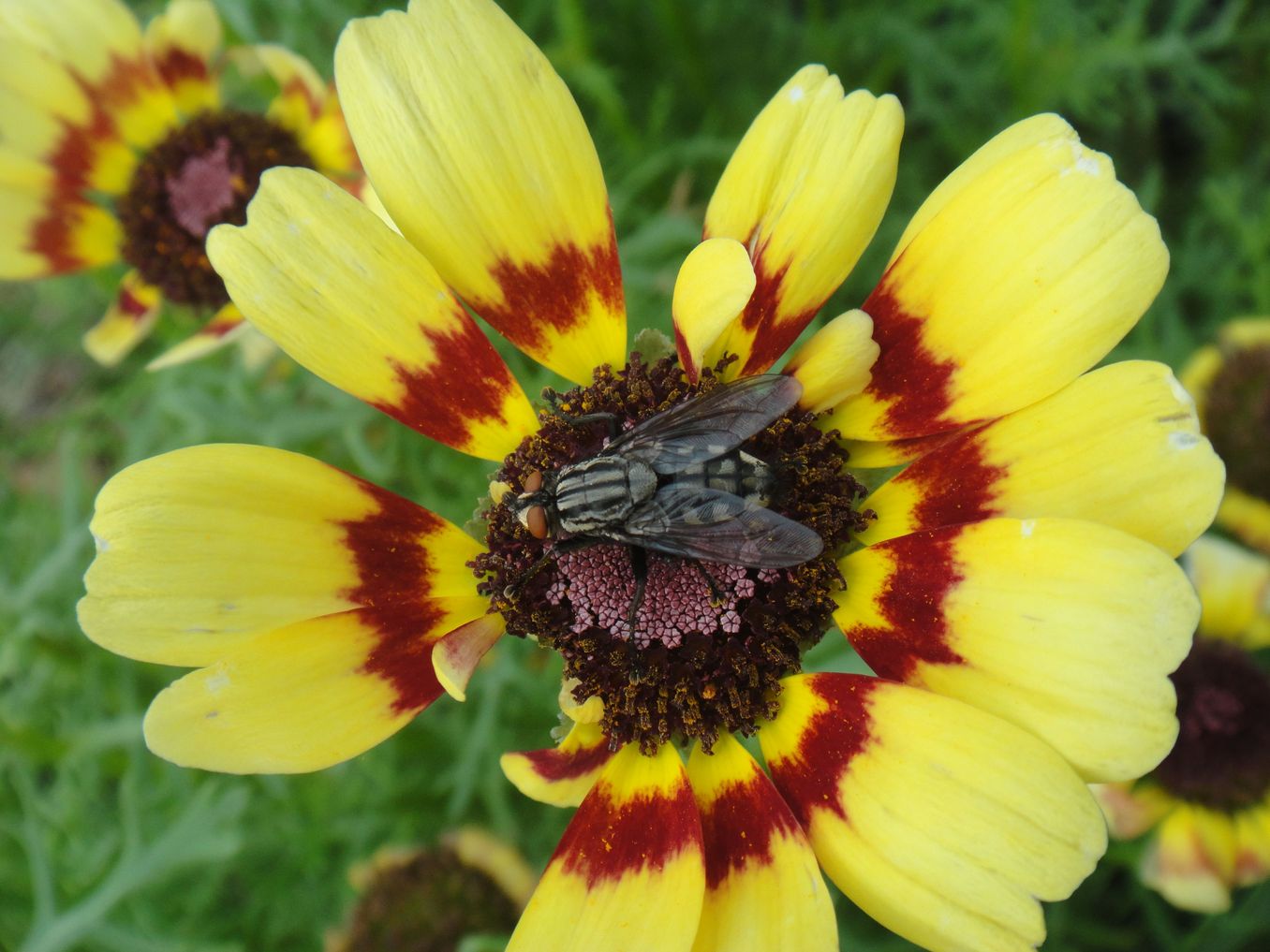 bin im garten24 (orig 1.28MiB).JPG