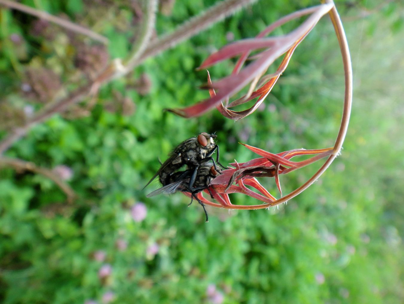 bin im garten26 (orig 1.16MiB).JPG