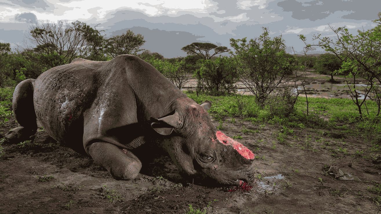 rhinozeros.jpg