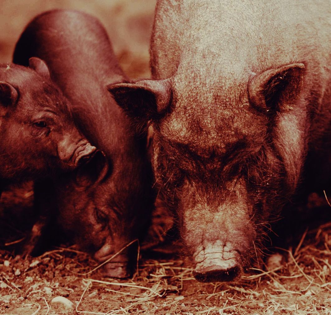 Philosophen im Saustall.jpeg