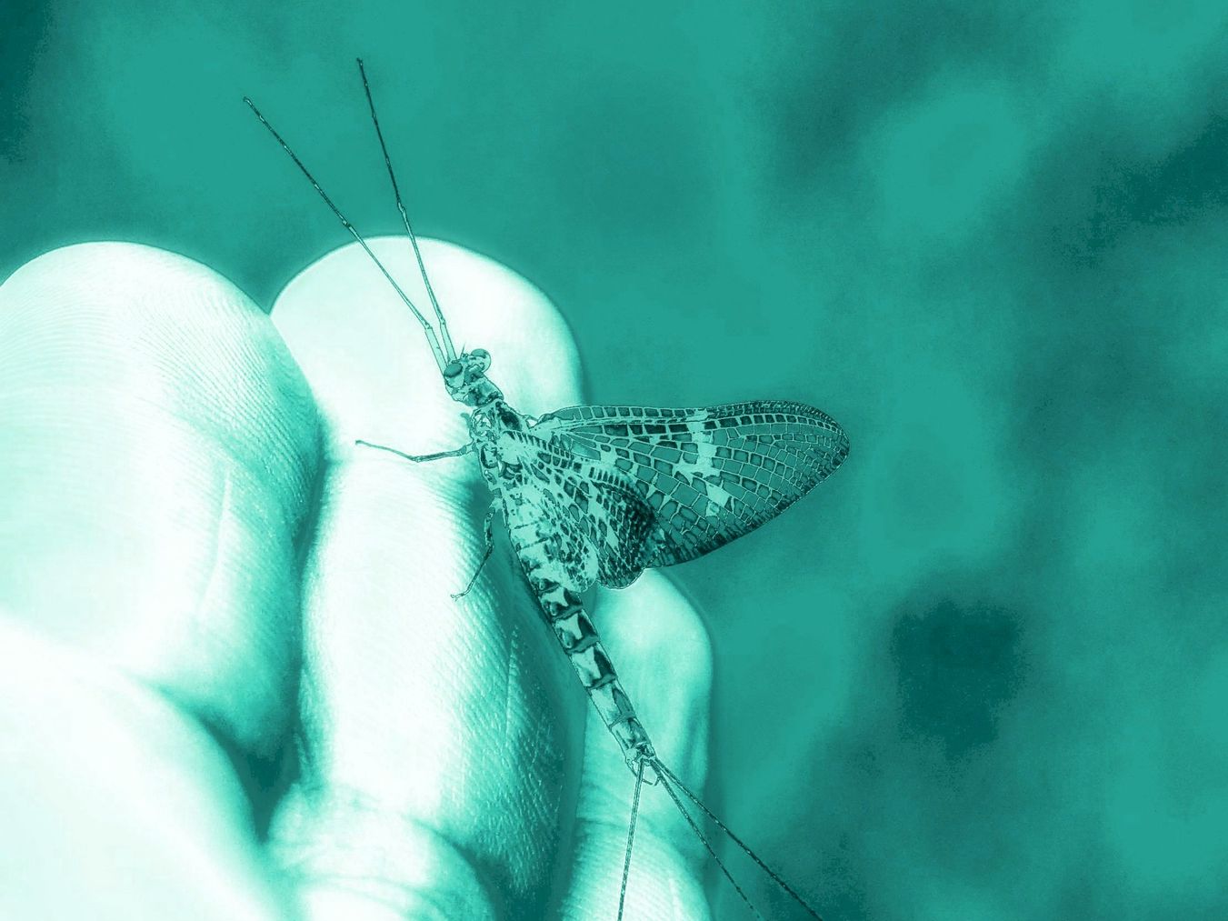 zwei Eintagsfliegen.jpeg