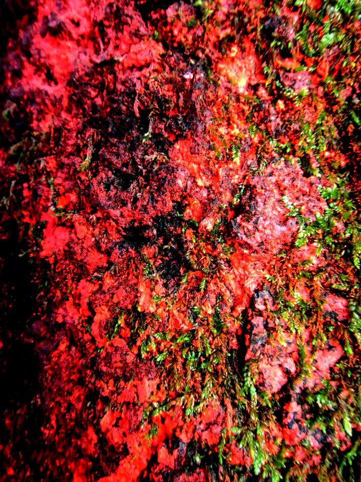 der speziellen Sorte.JPG