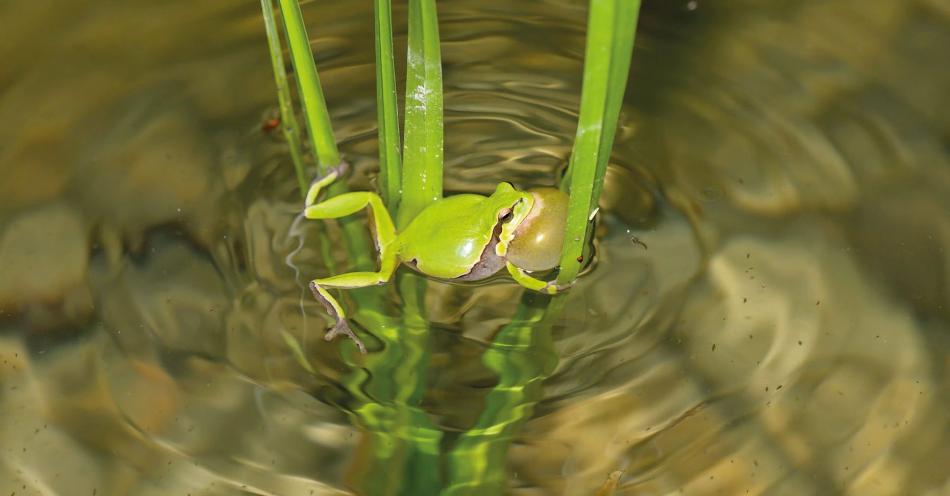 s lieber kein Frosch sein.jpg