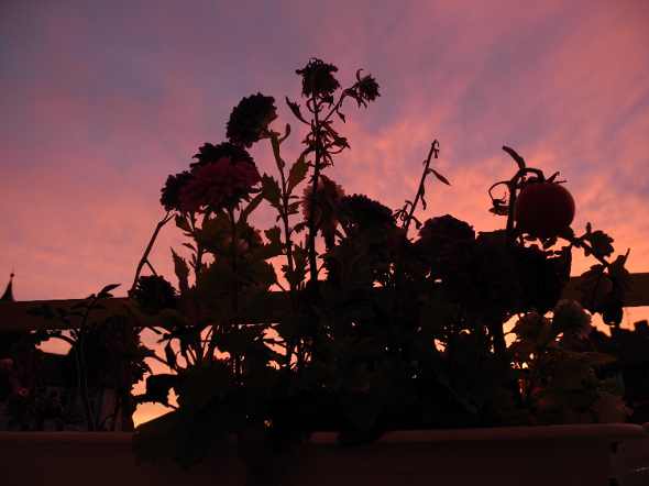 spot the tomatoklein.jpg